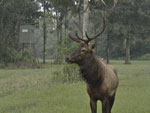Bull Elk in the swamp